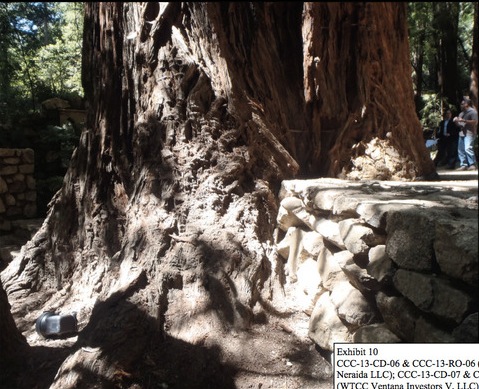 Facebook cofounder intentionally damages Redwood forest