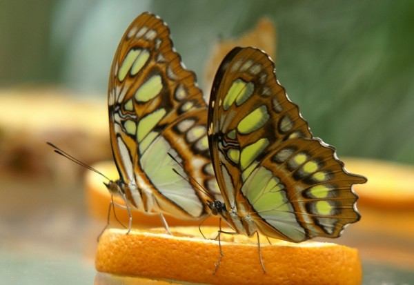 Butterflies on orange slice