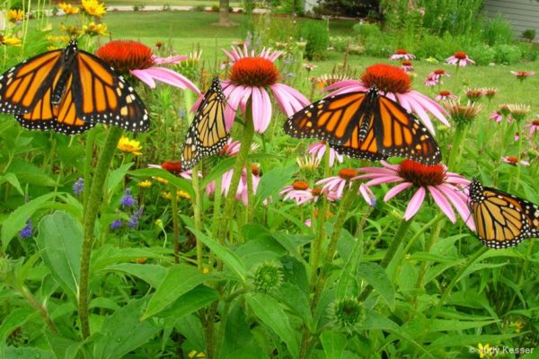 Butterflies in field