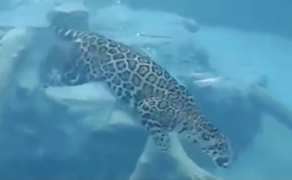 jaguar under water
