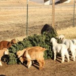goats eat Christmas trees