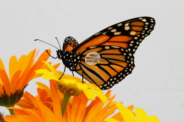 tagged monarch