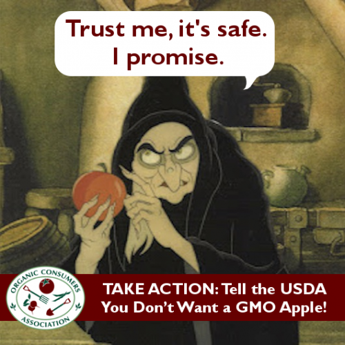 wicked witch says trust me GMO apple is safe
